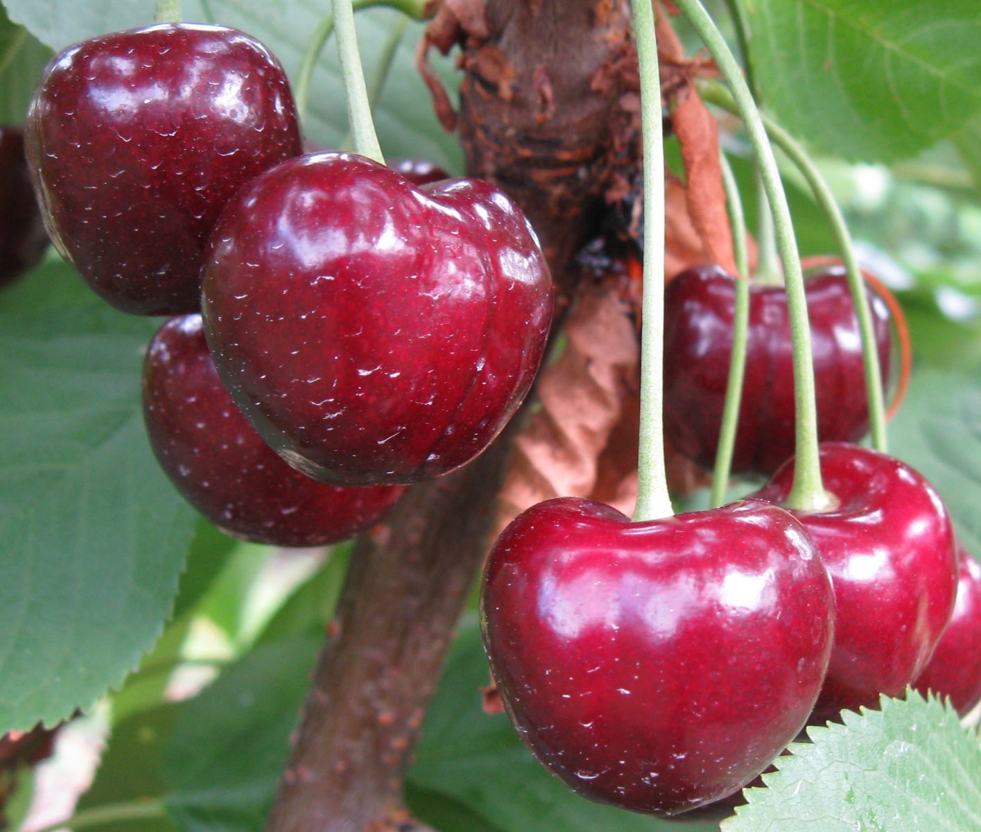 Cherry Varieties Bc Tree Fruit Production Guide